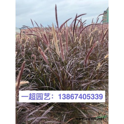 斑茅  芭茅 斑茅價格 芭茅行情 香茅價格 香茅基地