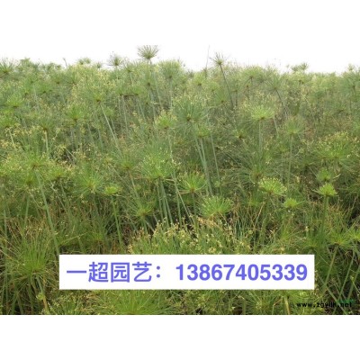 紅繼木 紅花繼木 紅花檵木小苗 色塊 盆栽 光球 實球