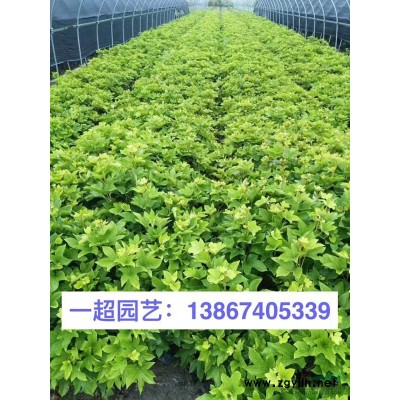 地被石竹 地被石竹價(jià)格
