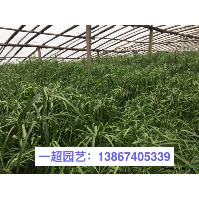 十大功勞 品種規格*