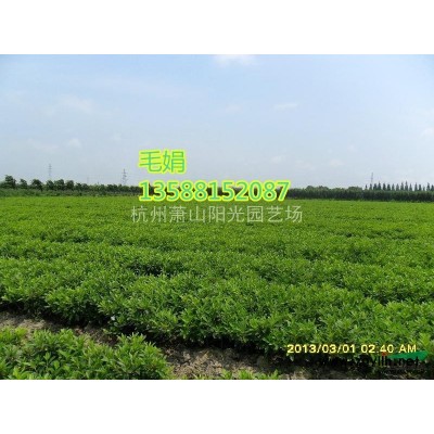 供應(yīng)結(jié)香各規(guī)格球類 小苗以及小毛球
