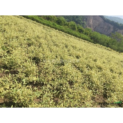 供應(yīng)南天竹色塊苗 小毛球 以及籬笆苗 柱子苗