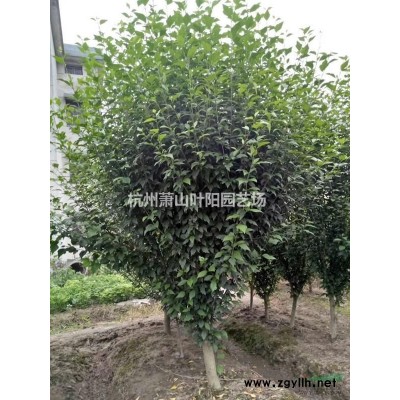 金禾女貞小杯苗 毛球 精品球類 大小規格柱子