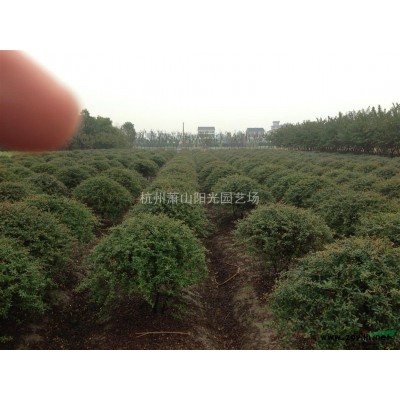 金森女貞色塊苗及小毛球