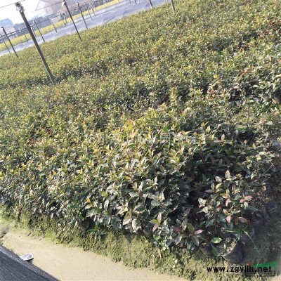 供應(yīng)八角金盤小杯 大杯 及各規(guī)格球類
