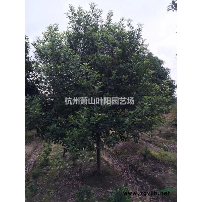 供應豐花月季 大花月季 紅帽子月季 色塊 小杯及大杯苗