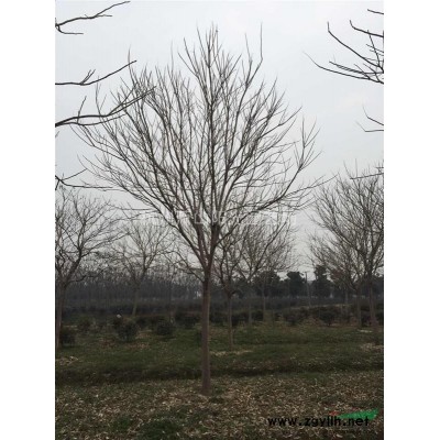 黃馨色塊苗 毛球 及球類