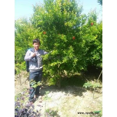 紅花繼木地栽毛球及大杯苗