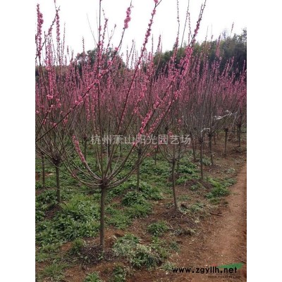 供應(yīng)各規(guī)格精品紅葉石楠柱