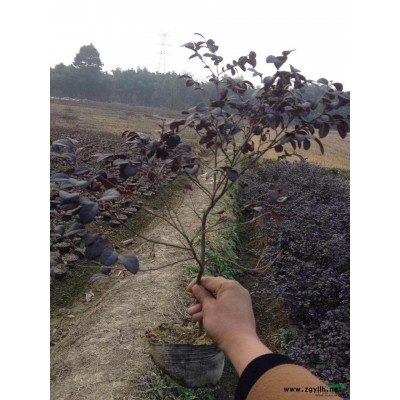 供應(yīng)大小瓜子黃楊球 精品苗