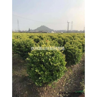 大量供應金葉苔草 工地收邊*選