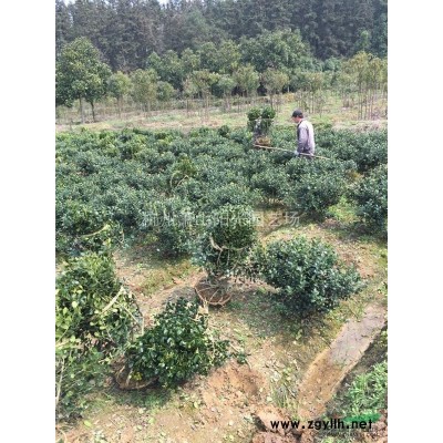 供應龜甲冬青小毛球及各規格球類