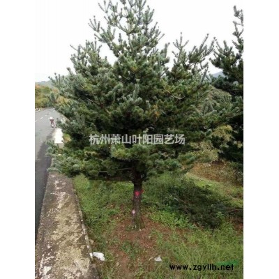 供應(yīng)銀姬小蠟小杯苗及毛球 精品球類苗
