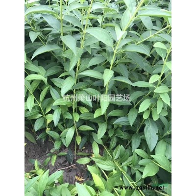 供應(yīng)各規(guī)格叢生紫薇