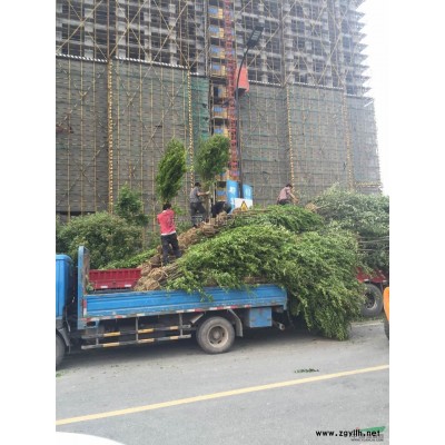 供應(yīng)黃金槐精品苗及當年生小苗