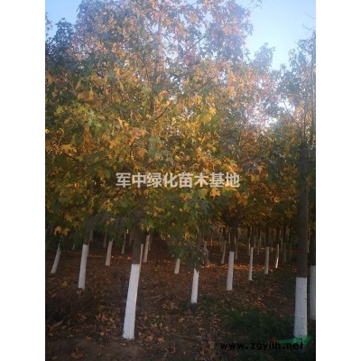金邊麥冬草基地/價(jià)格/圖片/產(chǎn)地/行情
