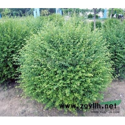 供應(yīng)無刺構(gòu)骨小毛球及精品球類
