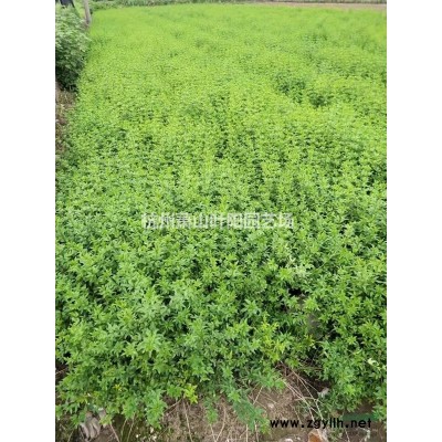 供應各規格精品五針松造型 以及毛培樹