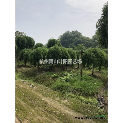 供應花葉蘆竹 黃菖蒲 睡蓮 荷花等等水生植物及地被植物