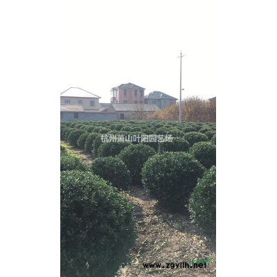 供應茶梅色塊苗及大杯毛球  精品球類