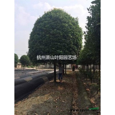 日本女貞色塊苗及小毛球和個(gè)規(guī)格球類(lèi)
