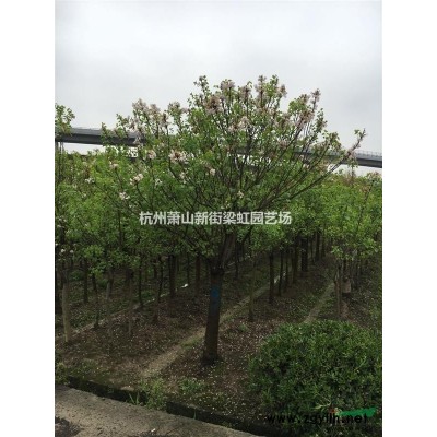 桂花，桂花供應，蕭山苗木，2020年桂花價格