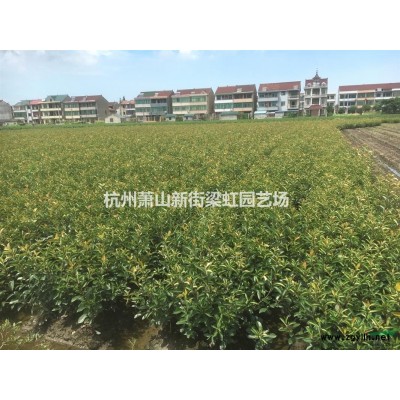 蕭山基地桃葉珊瑚杯苗，灑金珊瑚杯苗，桃葉珊瑚大杯，蕭山苗木