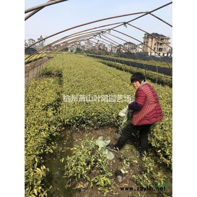 供應精品朱砂桂 D3-20