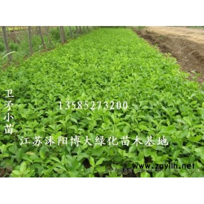 垂柳產(chǎn)地 垂柳價格 垂柳圖片 行道樹 綠化工程苗木