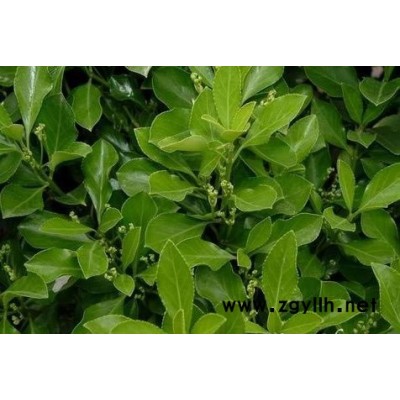 碧桃產(chǎn)地 紫葉碧桃價格 碧桃圖片 綠化工程苗木