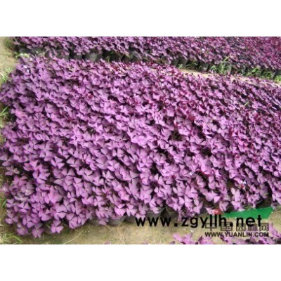 長(zhǎng)春花