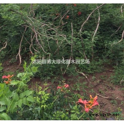 龍柏種植基地 批發(fā)直銷小龍柏綠籬苗 龍柏價(jià)格 貨源充足