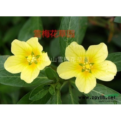 各種水生植物，再力花、 水竹芋，水蓮蕉，塔利亞
