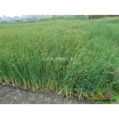 浙江細(xì)莖針茅信息