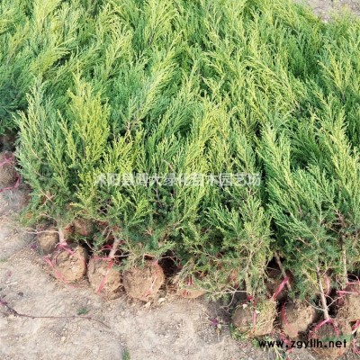 棣棠苗低價(jià)供應(yīng) 棣棠花苗 棣棠球 貨源充足 基地直銷