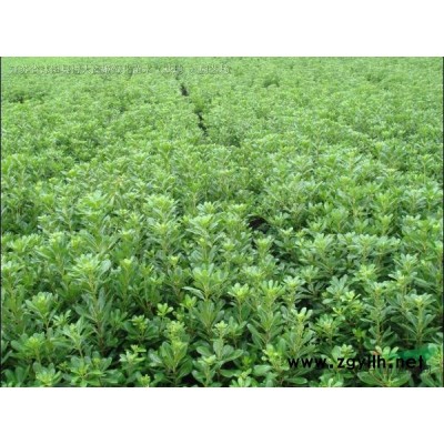 鳶尾低價直銷 鳶尾價格 鳶尾圖片 地被植物 量大價低
