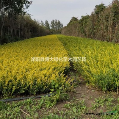 爬行衛(wèi)矛批發(fā)直銷 30-60公分爬行衛(wèi)矛苗價(jià)格 量大價(jià)低