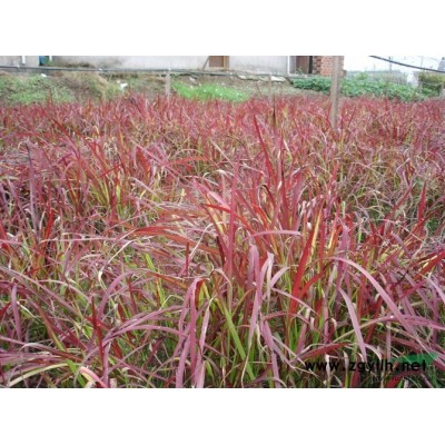 細(xì)葉芒