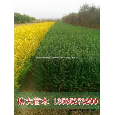薔薇苗價格 薔薇苗產(chǎn)地 薔薇花苗圖片 爬藤苗木 藤本植物