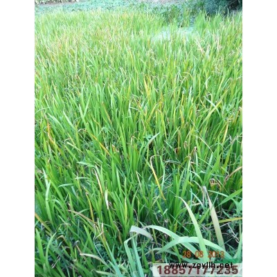 黑藻、溫絲草、燈籠薇、轉轉薇，各種水生植物