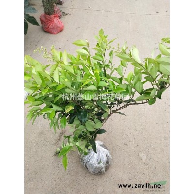 各種水生植物，蘆葦、花葉蘆葦、葦、蘆、蘆芛