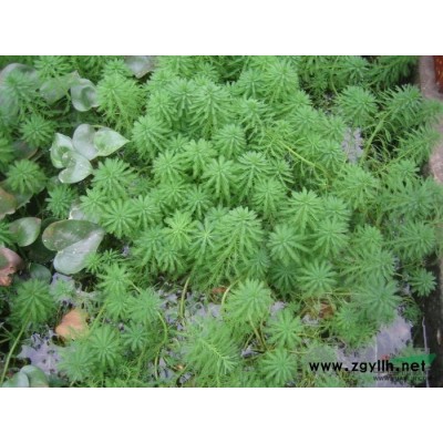 各種水生植物，雨久花，藍花菜，浮薔
