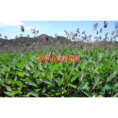 雀舌黃楊、匙葉黃楊
