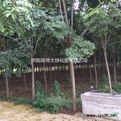 廣玉蘭 廣玉蘭樹價格 廣玉蘭圖片 風(fēng)景樹 綠化工程苗木