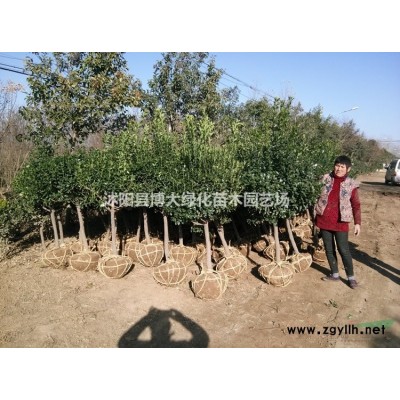 供應(yīng)3米-4米塔柏苗，蜀檜，低價(jià)直銷 貨源充足