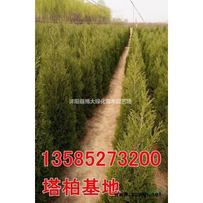 供應紅花繼木 杯苗 地苗 紅花繼木苗價格 量大價低 規格*