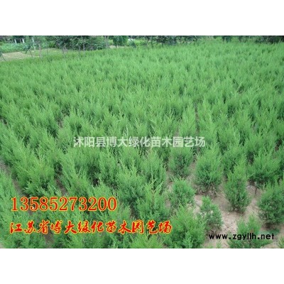 蜀檜價(jià)格 60公分蜀檜苗行情報(bào)價(jià) 塔柏價(jià)格 量大價(jià)低 直銷
