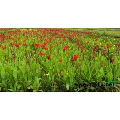 各種水生植物，荇菜、莕菜、蓮葉莕菜、驢蹄萊、水荷葉