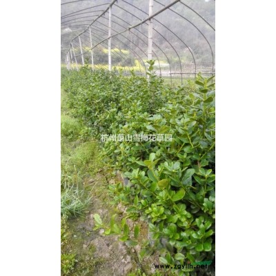 浙江蕭山荷蘭菊