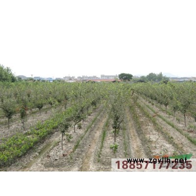 野茭白供應(yīng)/野茭白圖片
